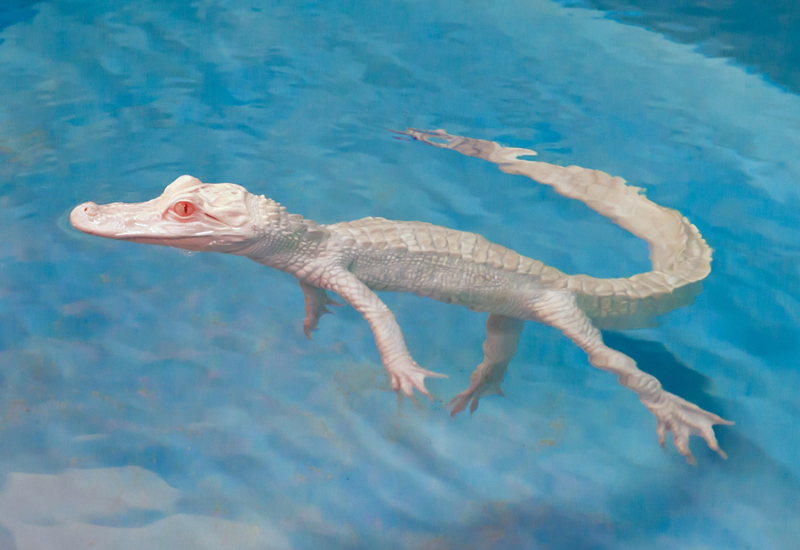 White alligator is one of rarest in world