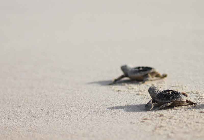 Hawksbill turtle nests hatch on Saadiyat Island - Hotelier Middle East