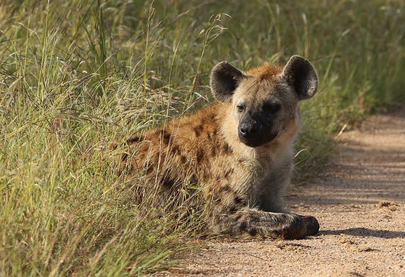 Saudi restaurant shut down for serving hyena meat - Hotelier Middle East